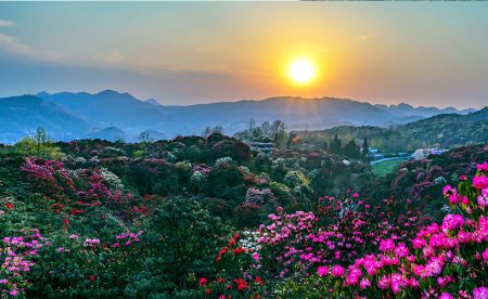 Quý Dương – Thiên Hộ Miêu Trại – Bách Lý Đỗ Quyên