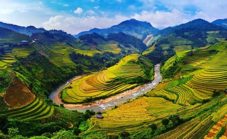 Mù Cang Chải Mùa Lúa Chín